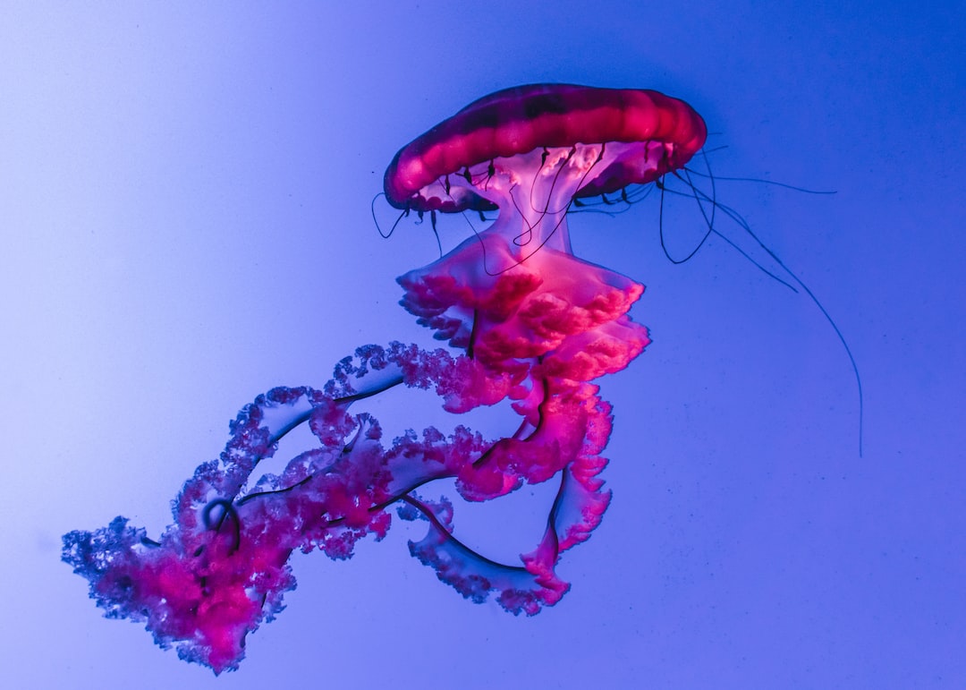 25 wichtige Fragen zu Hat Ein Oktopus Gefühle?