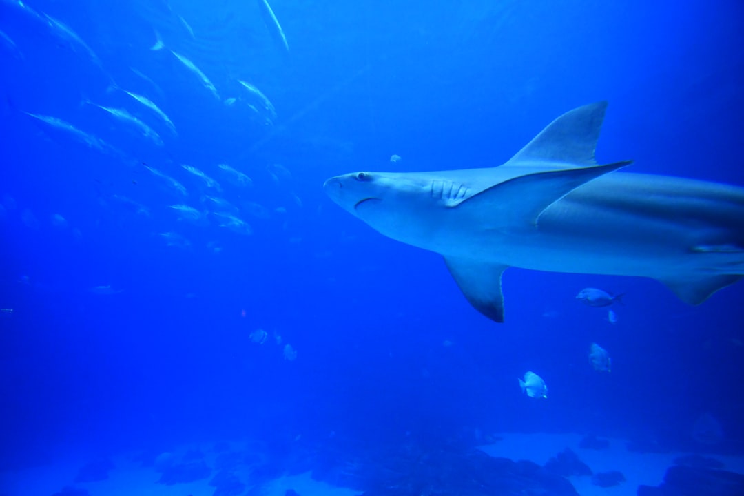 25 wichtige Fragen zu Aquarium Putzerfisch
