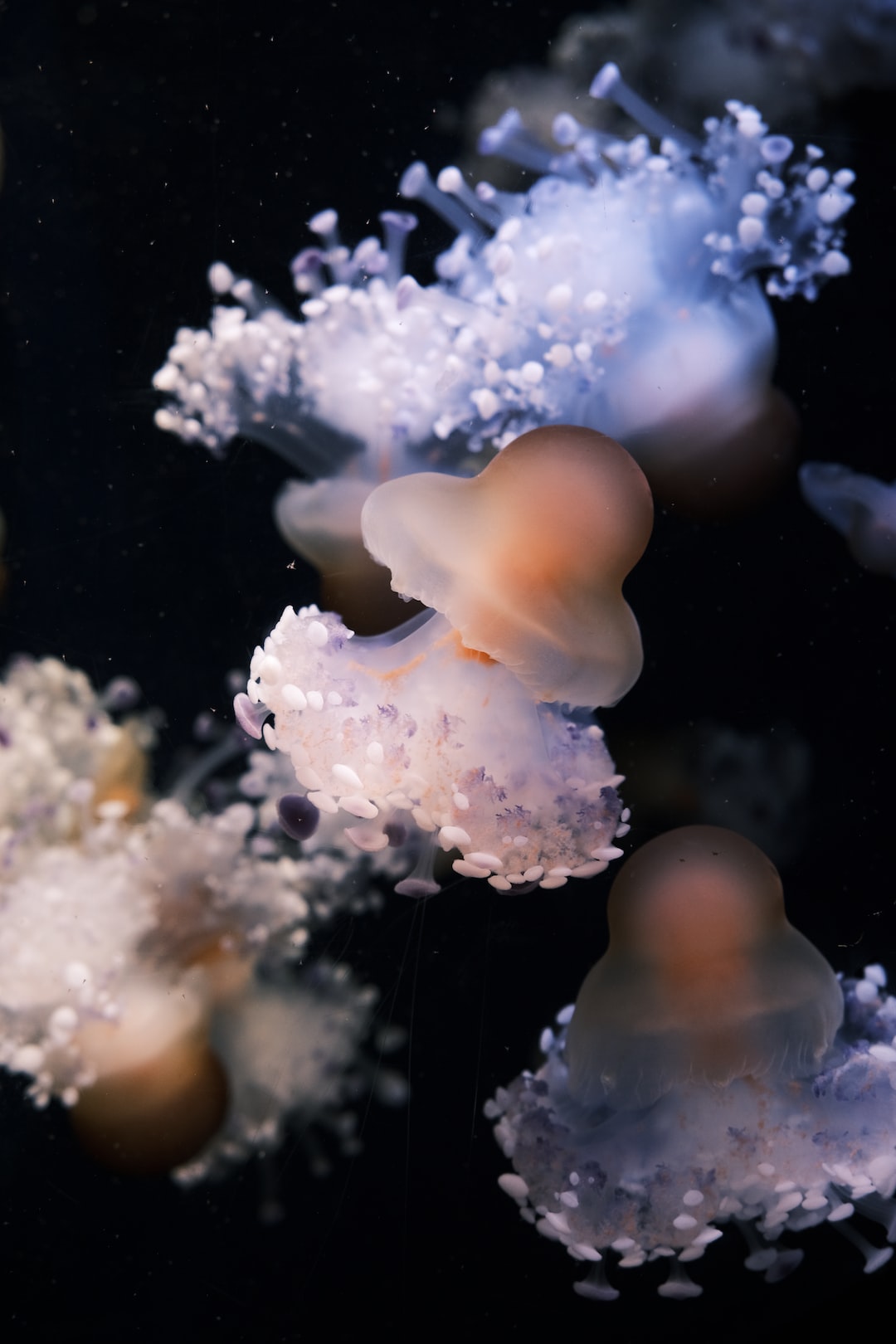 25 wichtige Fragen zu Aquarium Rochen