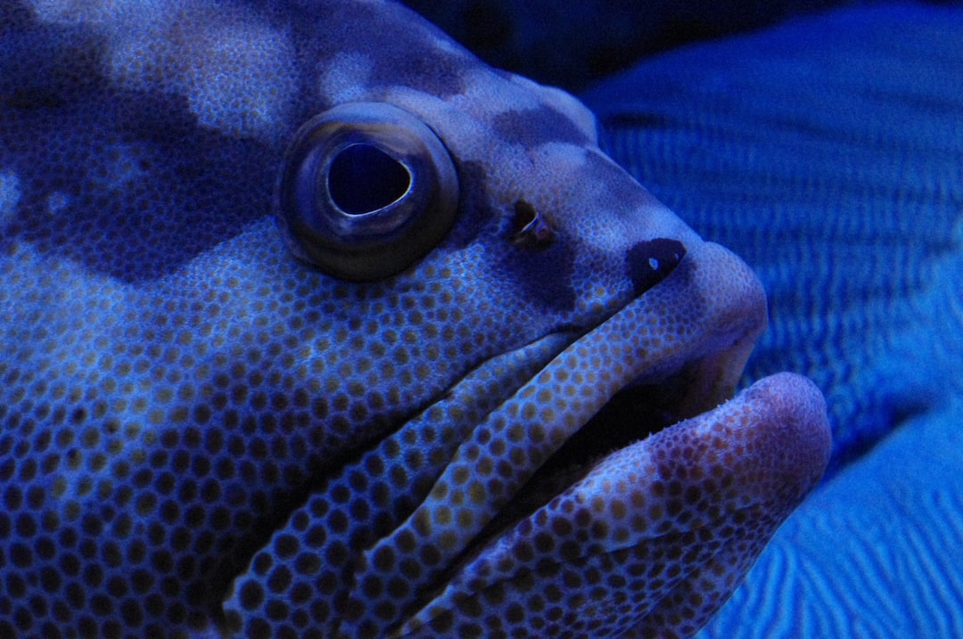 25 wichtige Fragen zu Meerwasser Aquarium Umziehen