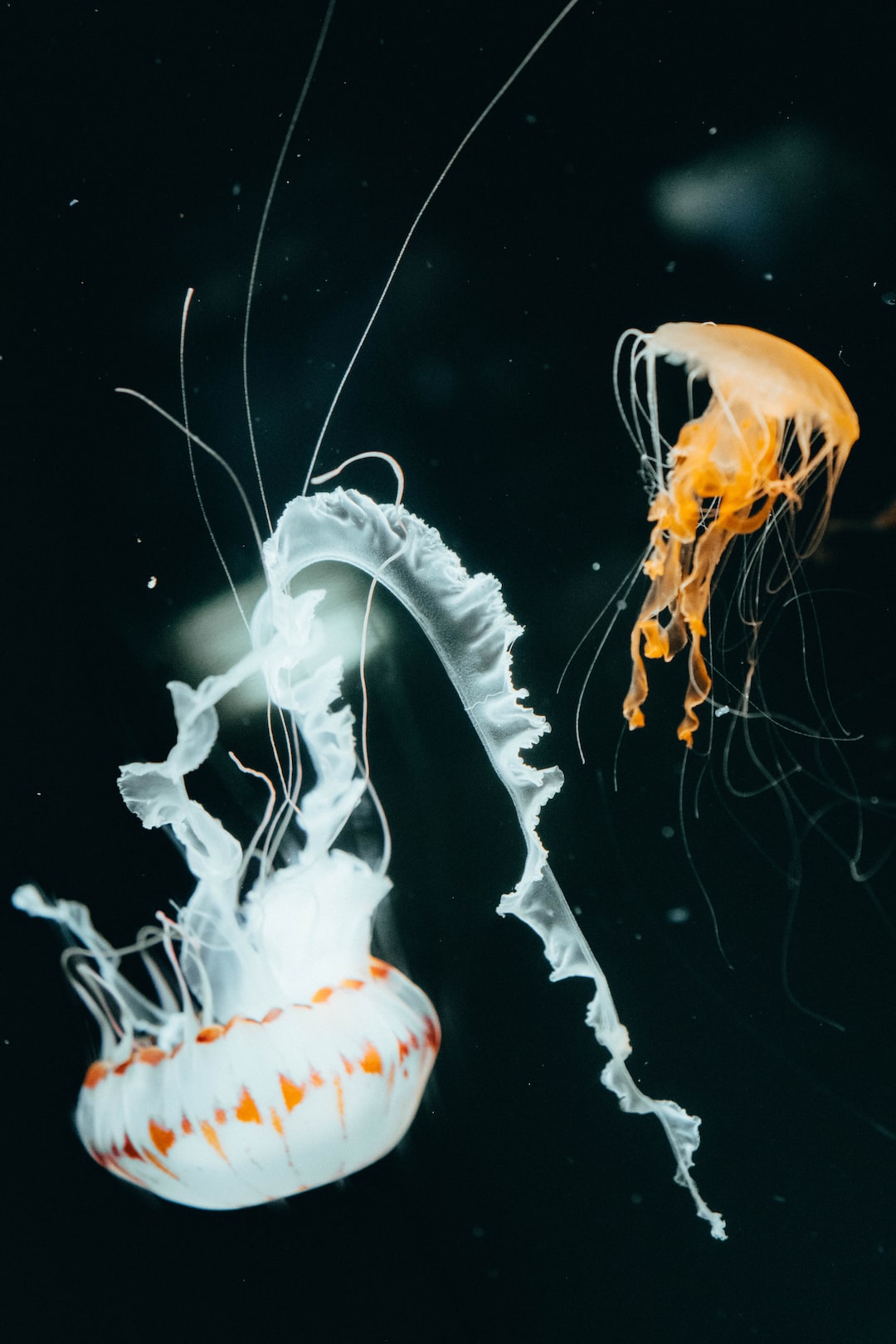 25 wichtige Fragen zu Platys Aquarium