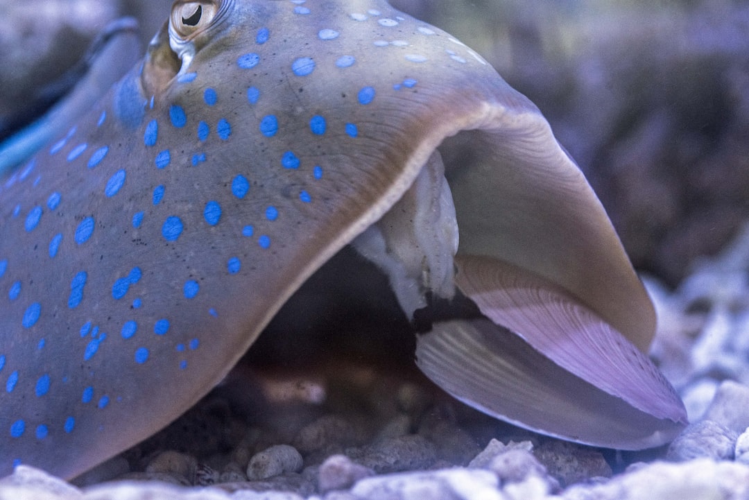 25 wichtige Fragen zu Schleierschwanz Aquarium Einrichten