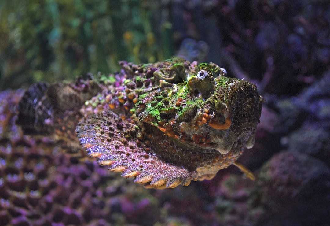 25 wichtige Fragen zu Welcher Bodendecker Aquarium?