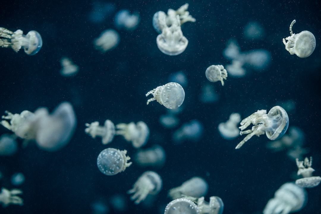 25 wichtige Fragen zu Aquarium Bodengrund Reinigen