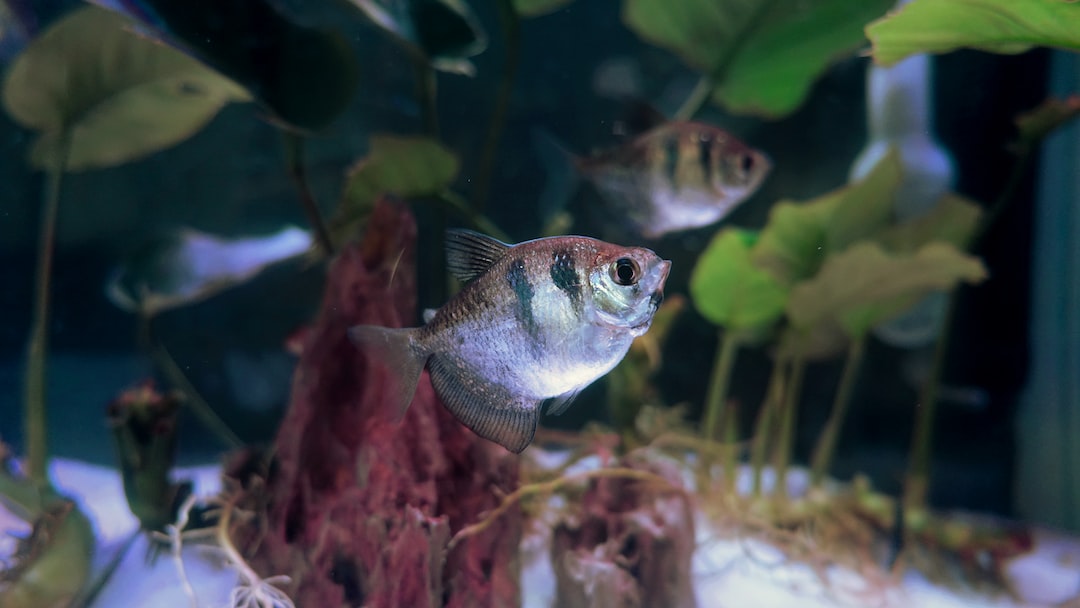25 wichtige Fragen zu Coole Fische Fürs Aquarium