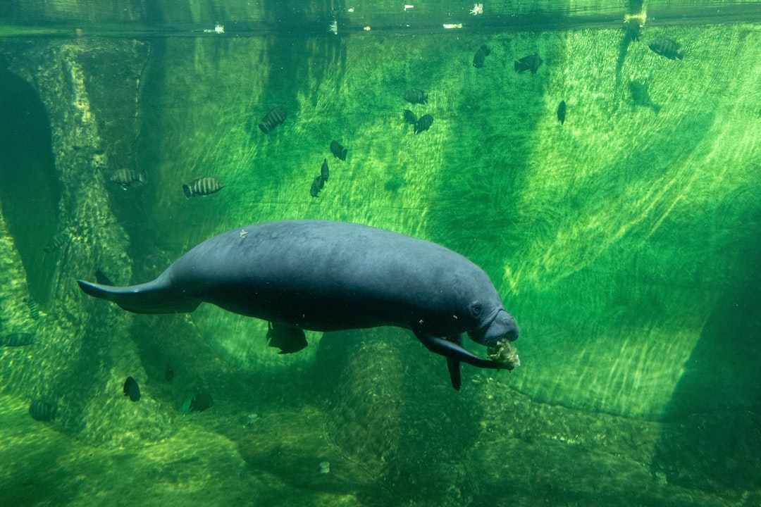 25 wichtige Fragen zu Aquarium Pumpe Wie Weit Unter Wasser
