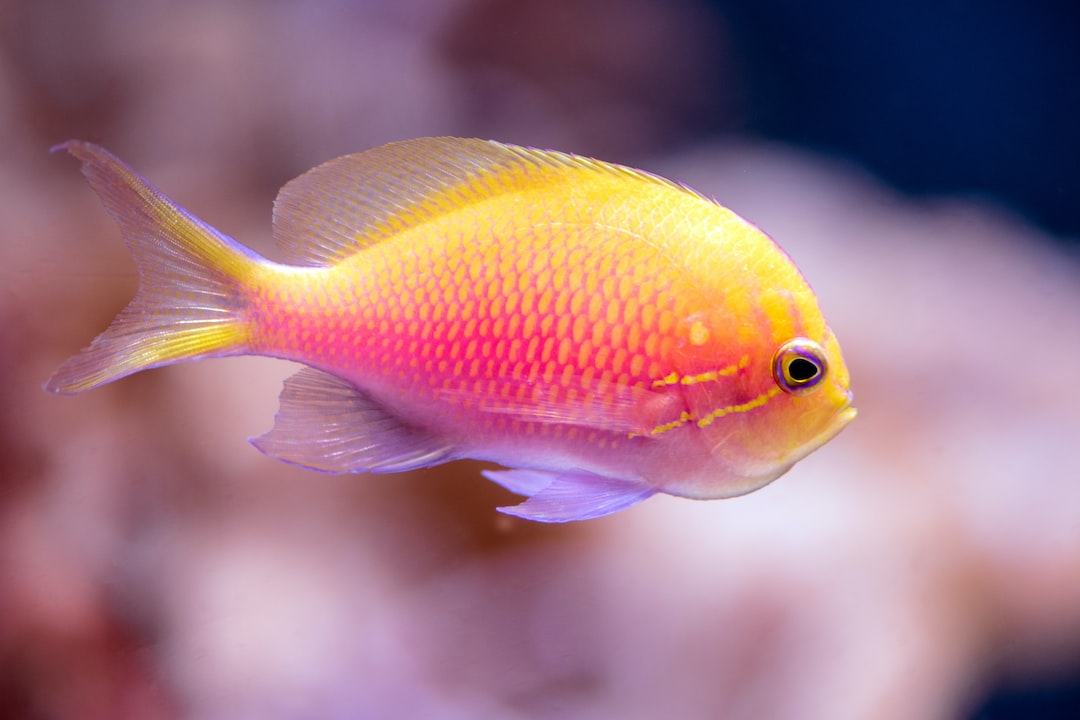 25 wichtige Fragen zu Warum Wird Fisch Durchleuchtet?