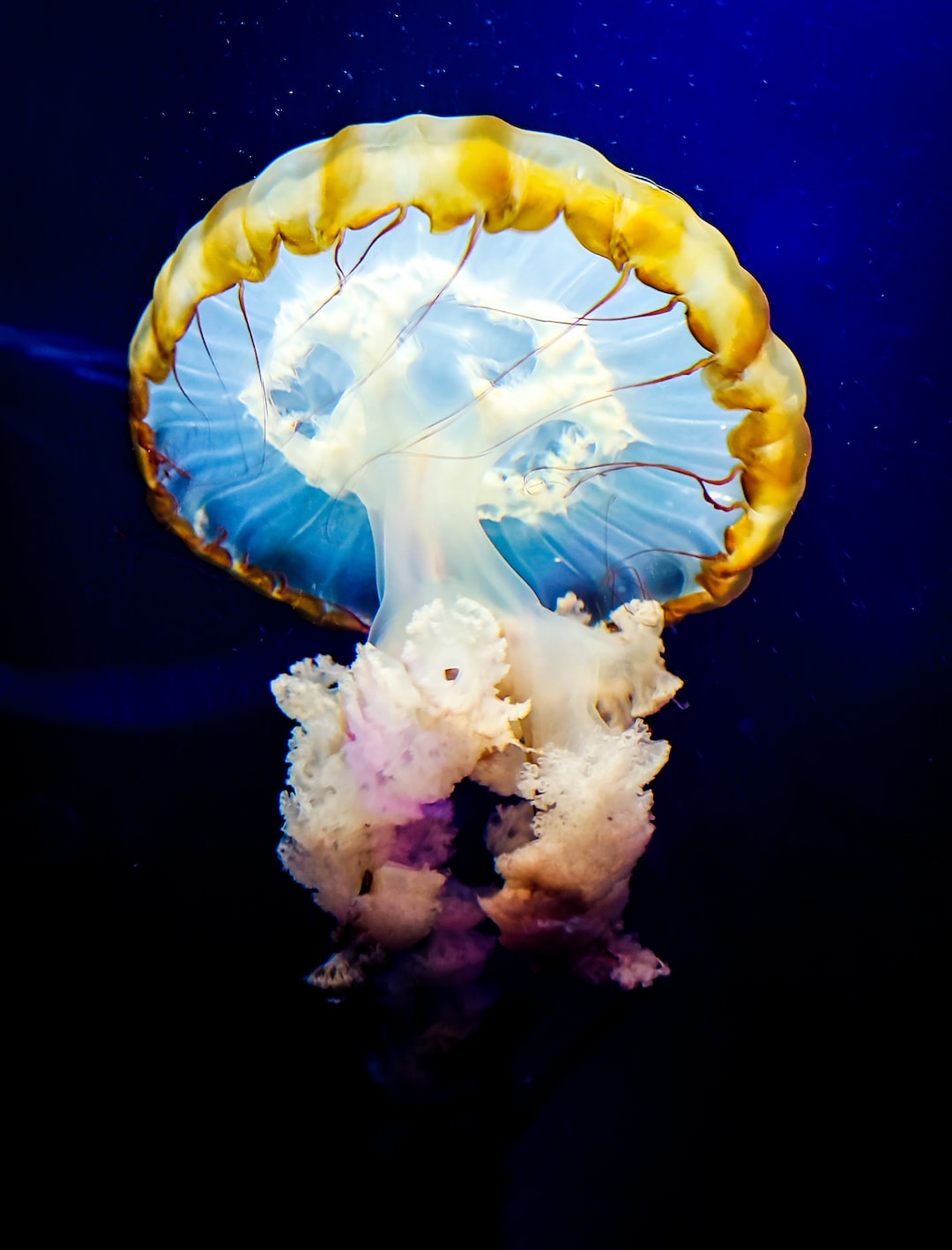 25 wichtige Fragen zu Wie Funktioniert Ein Diffusor Im Aquarium?