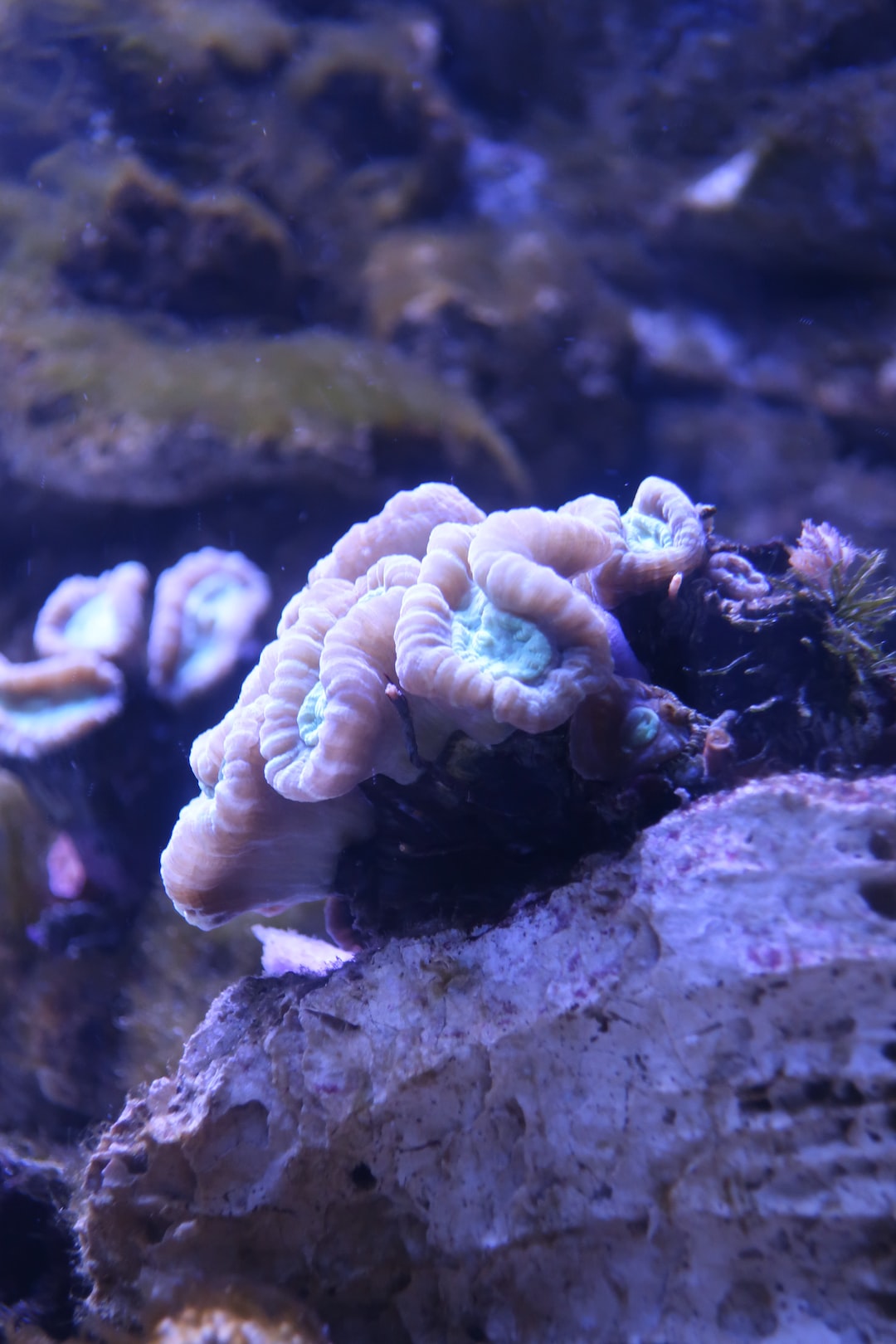 25 wichtige Fragen zu Which Shrimp Eat The Most Algae?