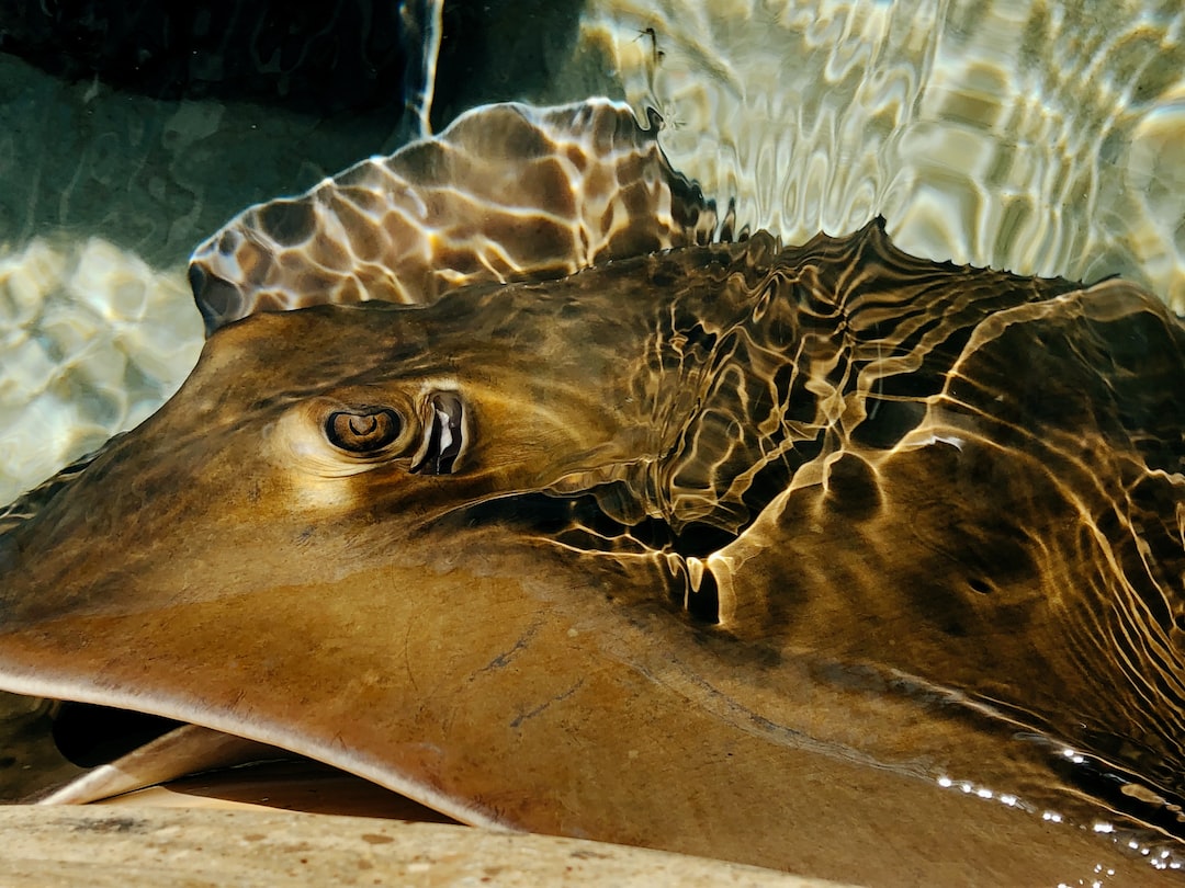 25 wichtige Fragen zu Aquarium Foto