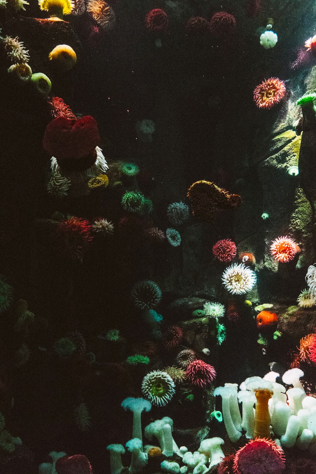 Schmerle Aquarium