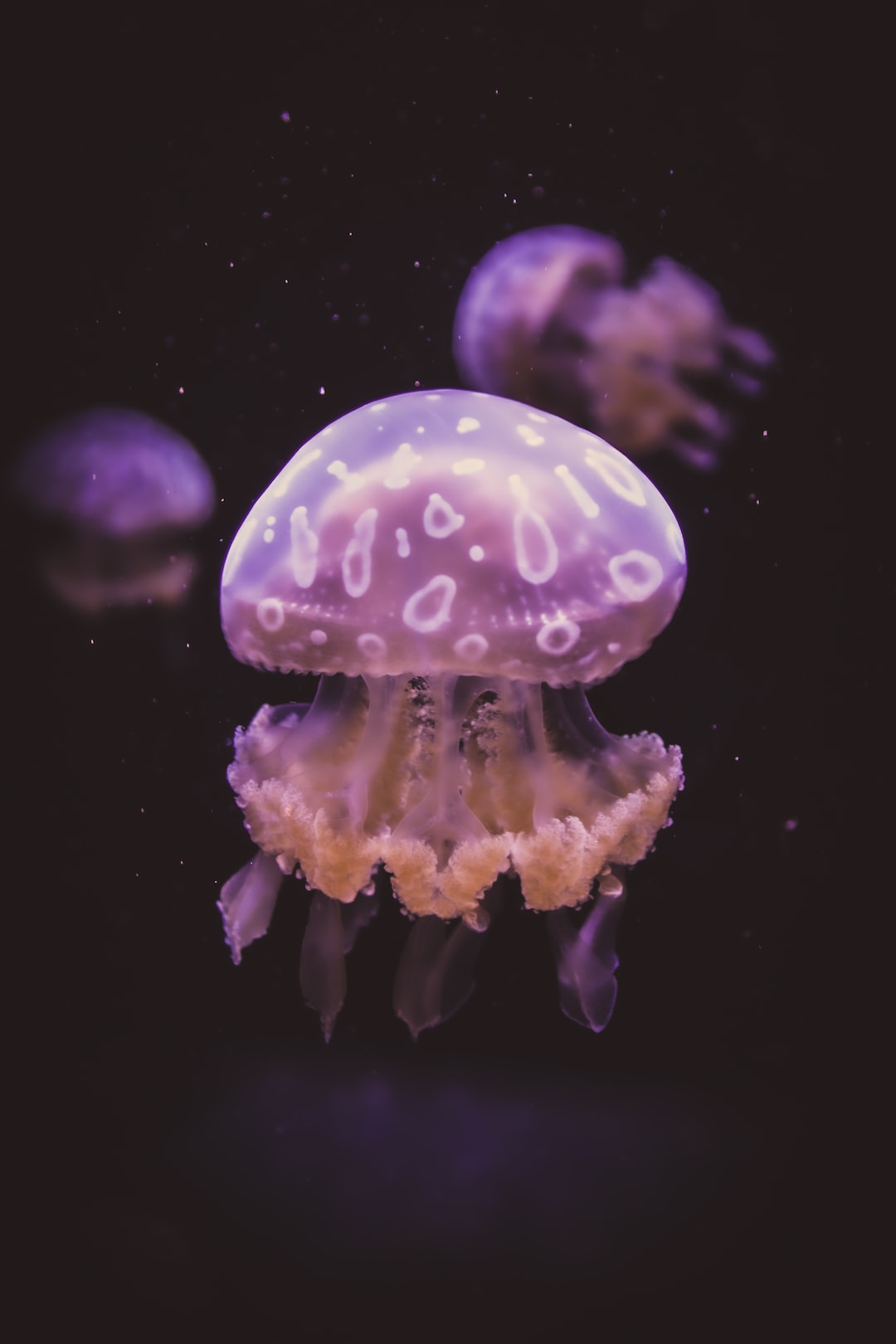 25 wichtige Fragen zu Was Fressen Blasenschnecken Im Aquarium?