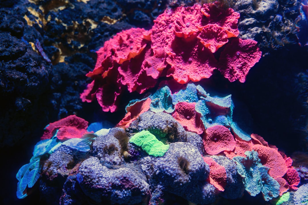 25 wichtige Fragen zu Welches Ist Das Schönste Sea Life?