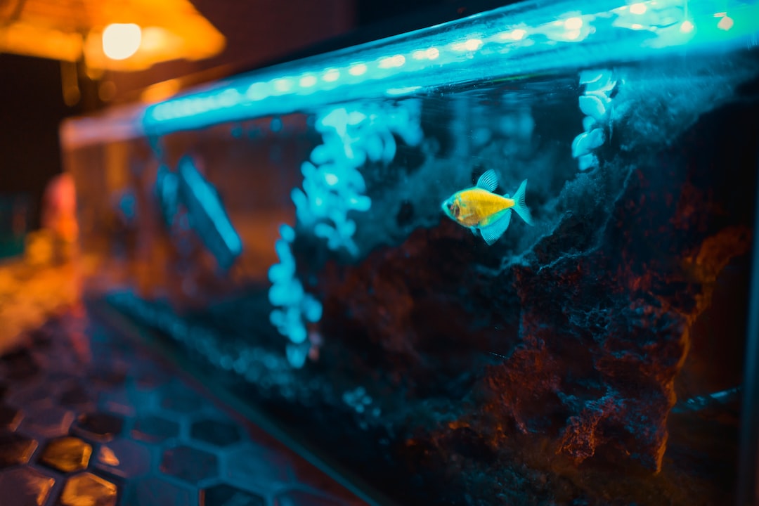 Welse Fisch Aquarium