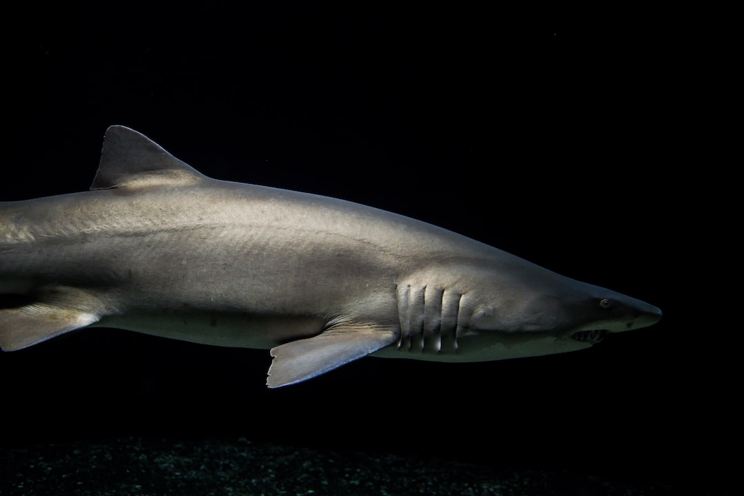 25 wichtige Fragen zu Warum Gibt Es Keine Weißen Haie Im Aquarium?