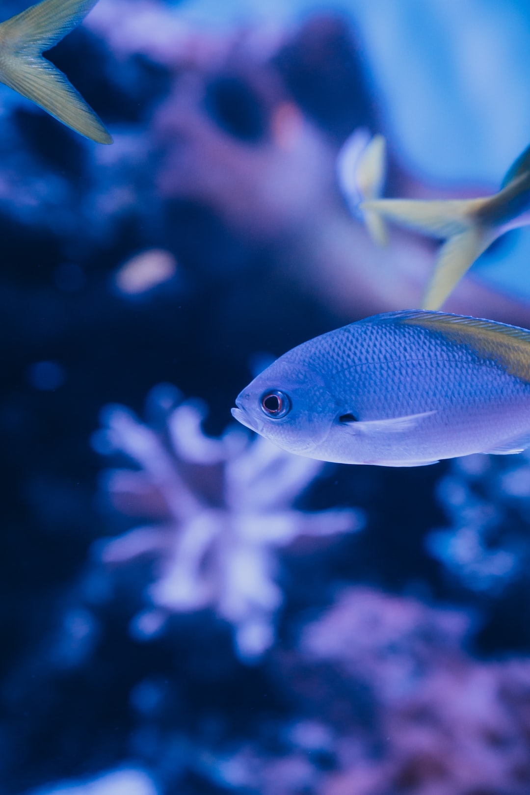 25 wichtige Fragen zu Diskus Aquarium Größe