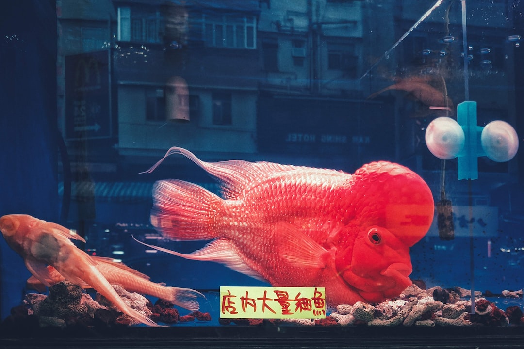 25 wichtige Fragen zu What Fish Will Eat Cherry Shrimp?