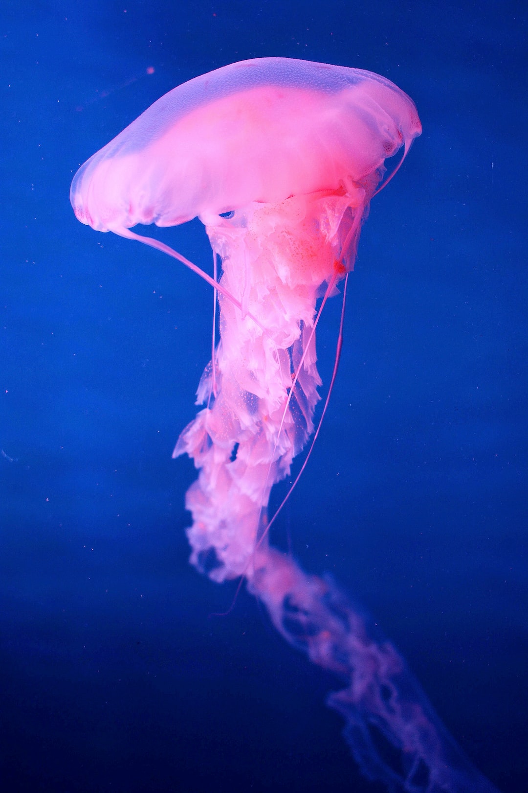 25 wichtige Fragen zu Aquarium Sauerstoff Ausströmer