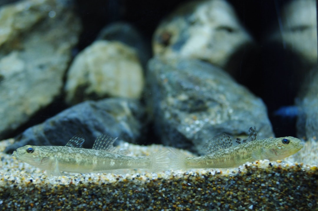 25 wichtige Fragen zu Aquarium Sand Berechnen