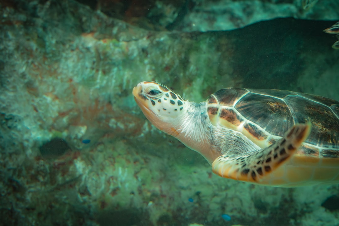 25 wichtige Fragen zu Aquarium Luftstein