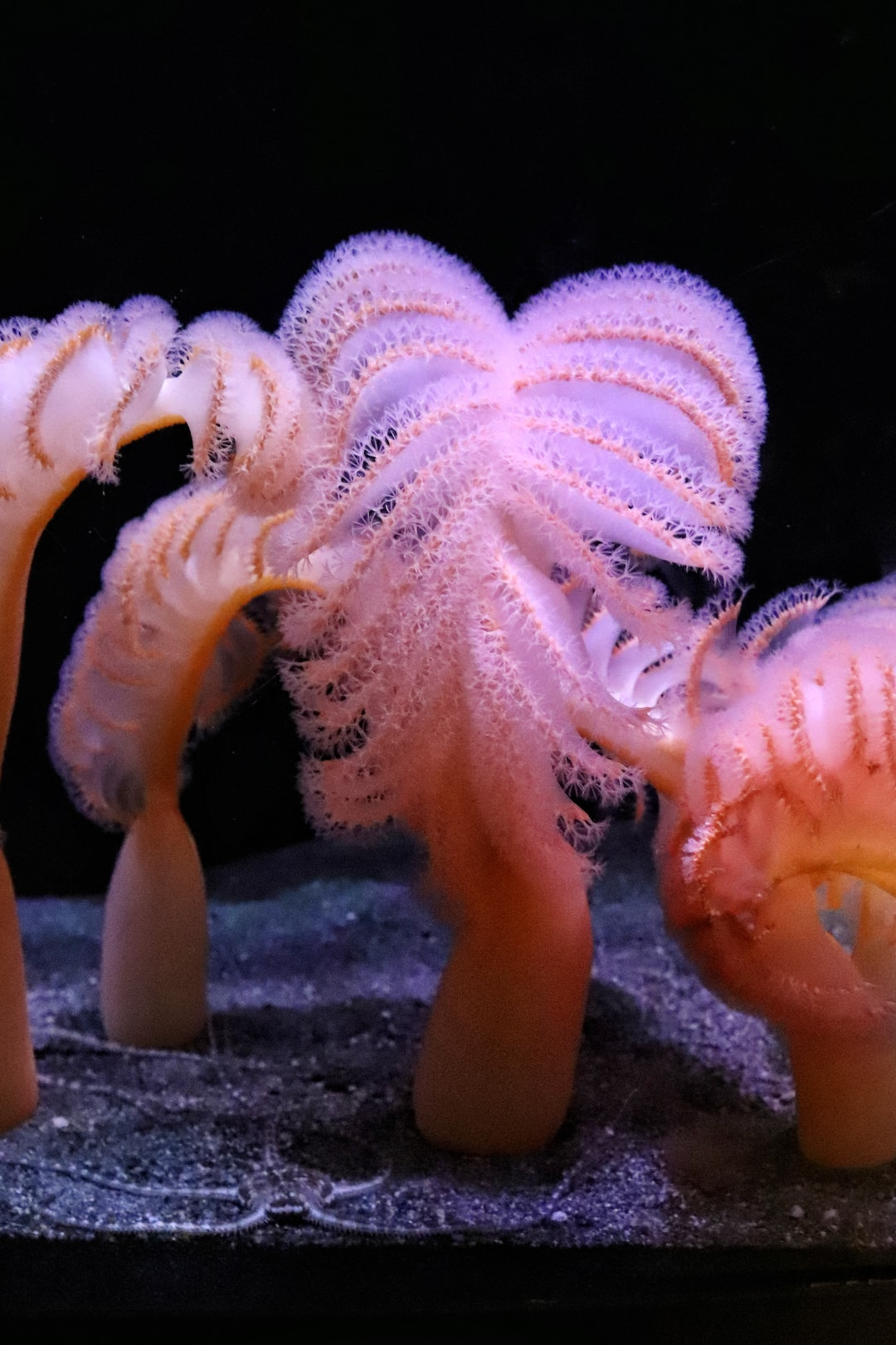 25 wichtige Fragen zu Are Shrimp Hard To Keep In An Aquarium?