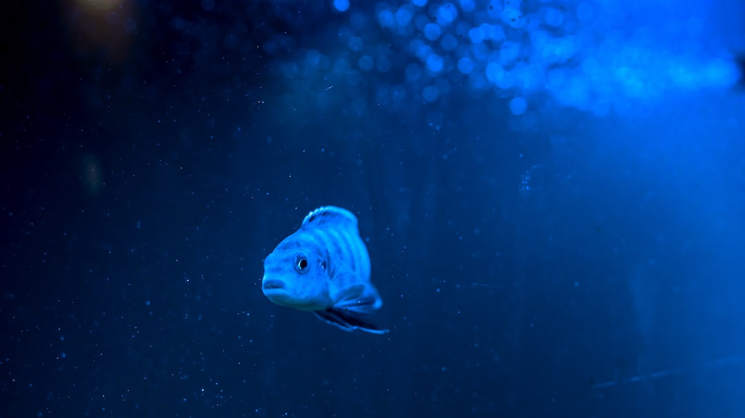 25 wichtige Fragen zu Diskusfische Aquarium Größe