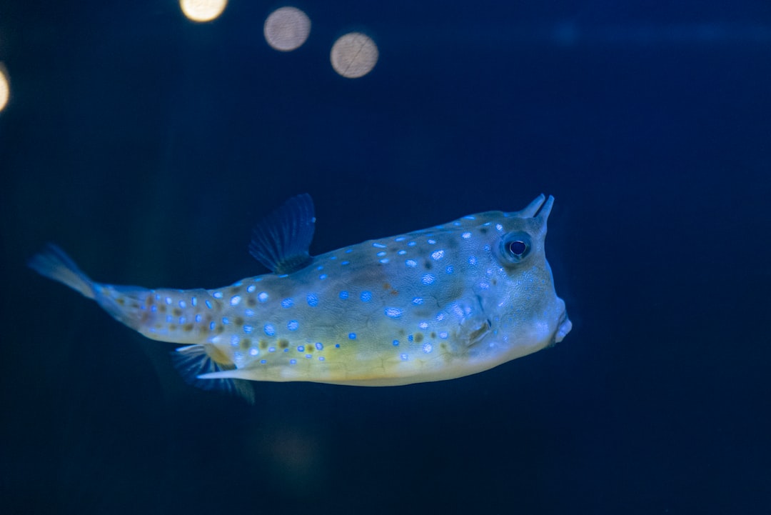 25 wichtige Fragen zu Aquarium Kleben