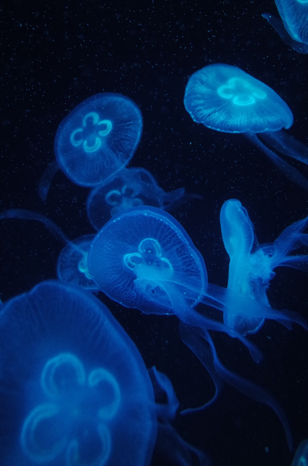 25 wichtige Fragen zu Algen Aquarium Arten