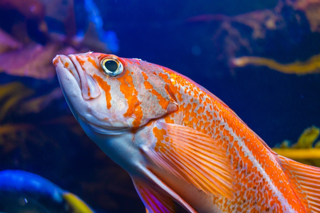 25 wichtige Fragen zu Nobleza Aquarium