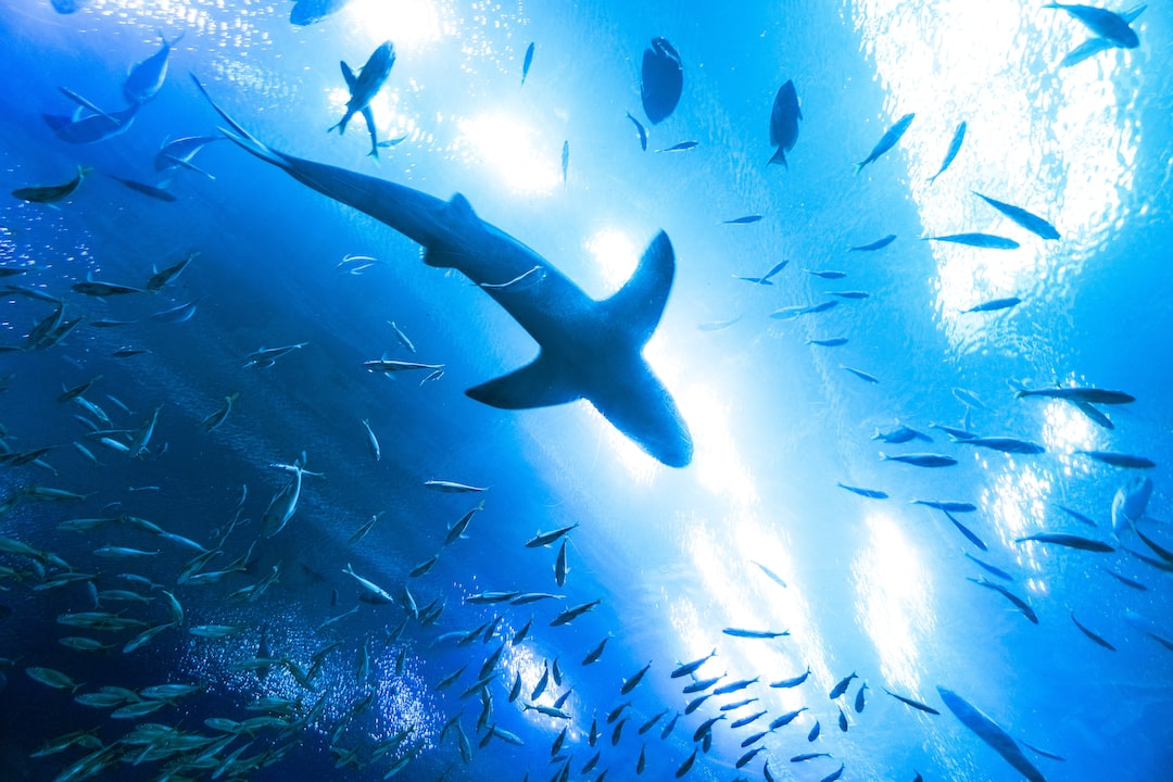 25 wichtige Fragen zu Durchlaufkühler Aquarium Selber Bauen