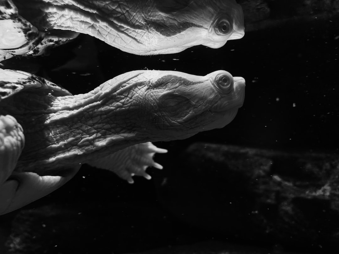 25 wichtige Fragen zu Teichmuschel Im Aquarium