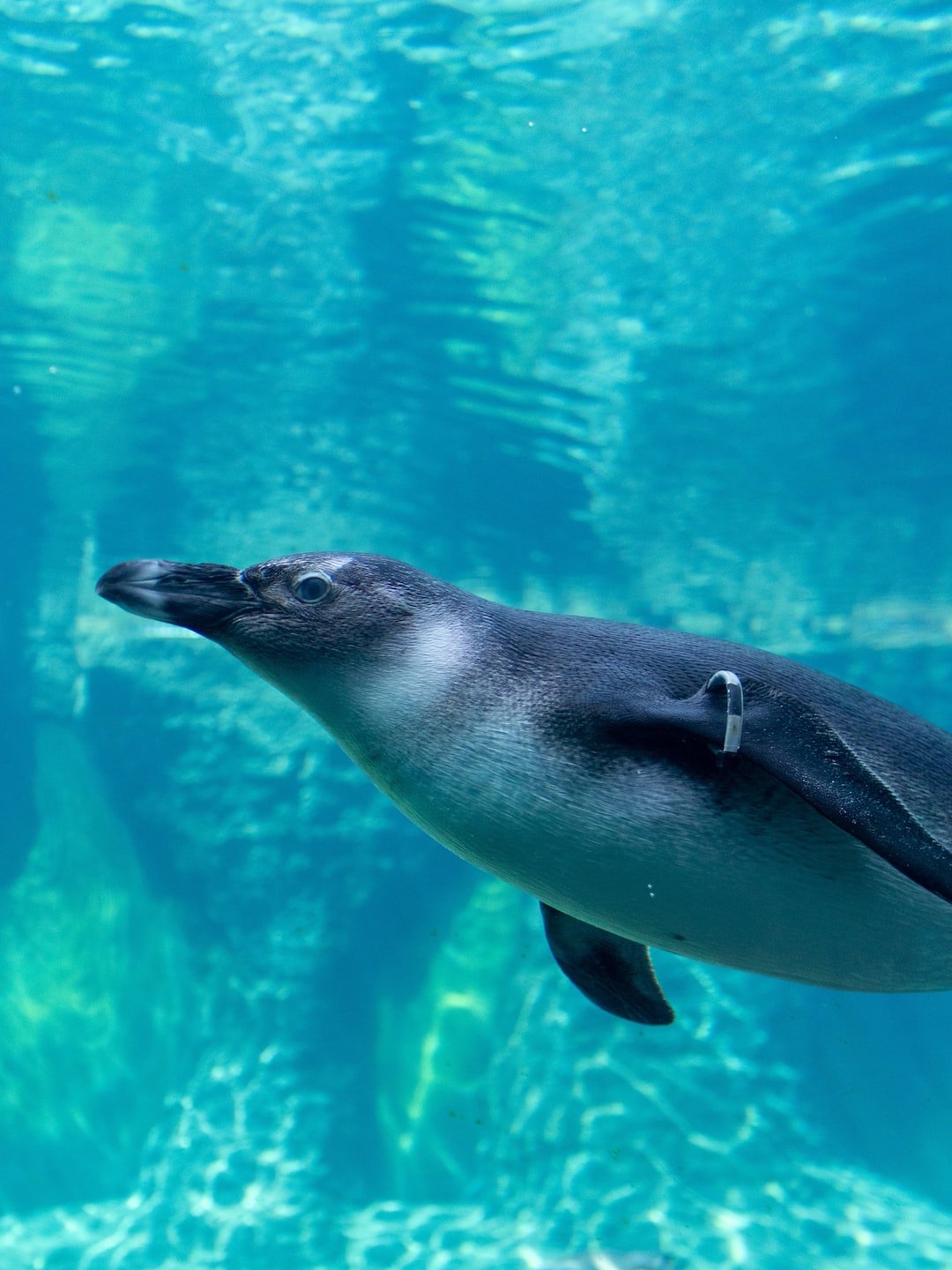 25 wichtige Fragen zu Aquarium Einlaufphase Verkürzen