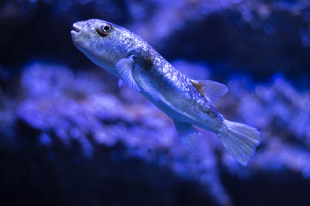 25 wichtige Fragen zu Orangene Fische Aquarium