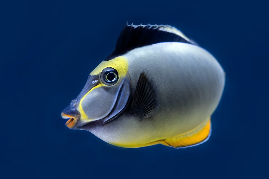 25 wichtige Fragen zu Algenbekämpfung Aquarium