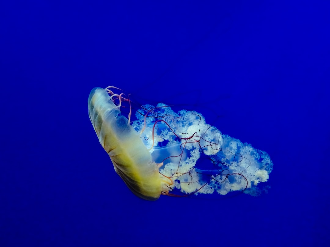 25 wichtige Fragen zu Welches Ist Das Beste Meerwasseraquarium?