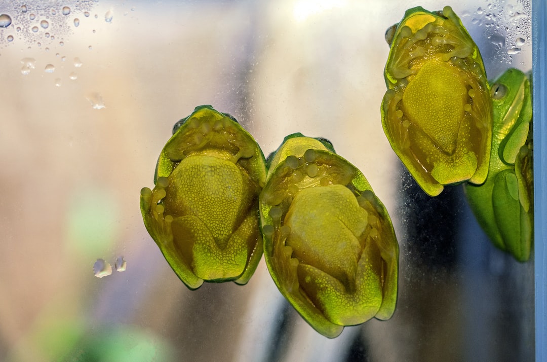 25 wichtige Fragen zu Aquarium Fisch Algenfresser