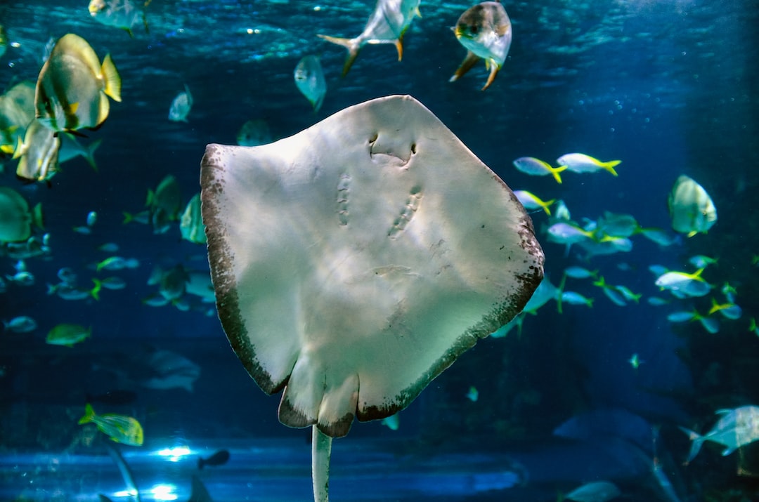 25 wichtige Fragen zu Wie Viel Kostet Ein 60 Liter Aquarium?