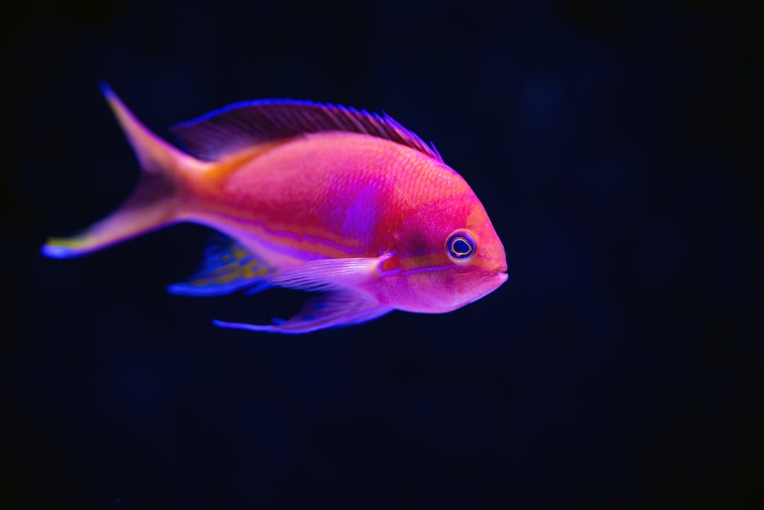 25 wichtige Fragen zu Aquarium Mit Led Beleuchtung