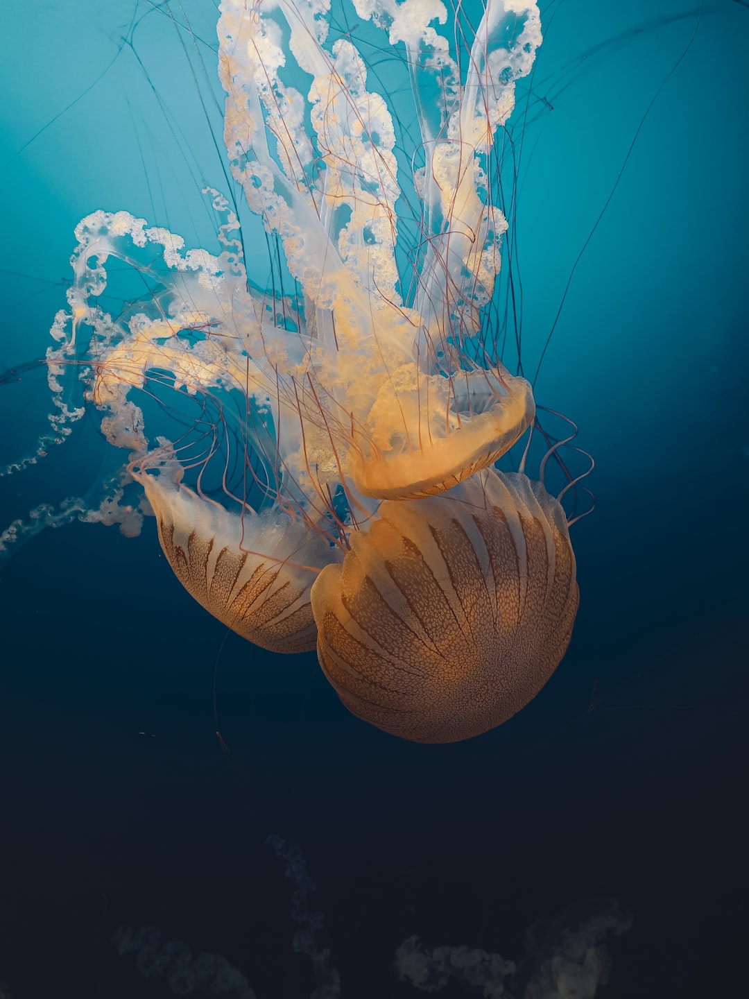 25 wichtige Fragen zu Aquarium Würmer