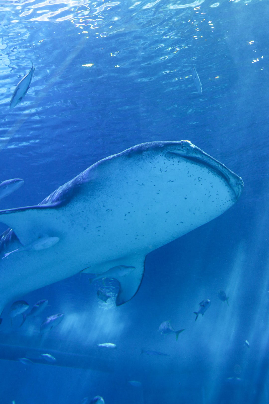 25 wichtige Fragen zu Filter Reinigen Aquarium