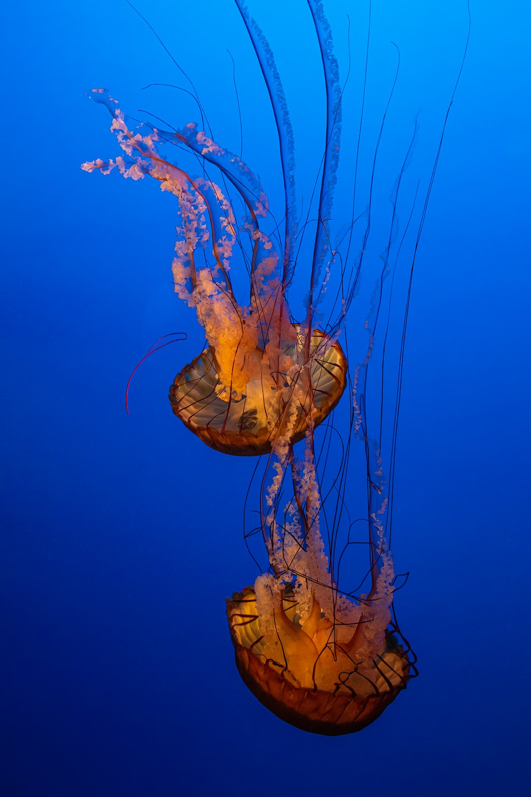 25 wichtige Fragen zu Hydren Im Aquarium