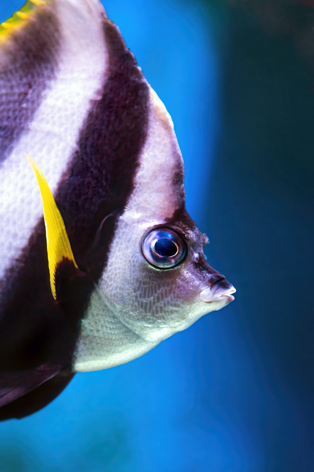 25 wichtige Fragen zu Cichliden Aquarium