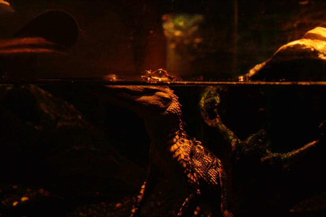 25 wichtige Fragen zu Wie Viel Grad Brauchen Axolotl?