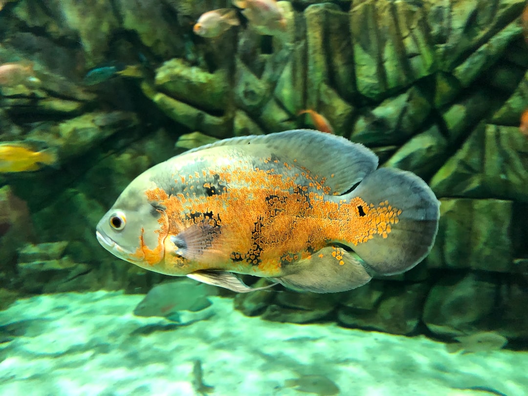 25 wichtige Fragen zu Aquarium Steinlandschaft