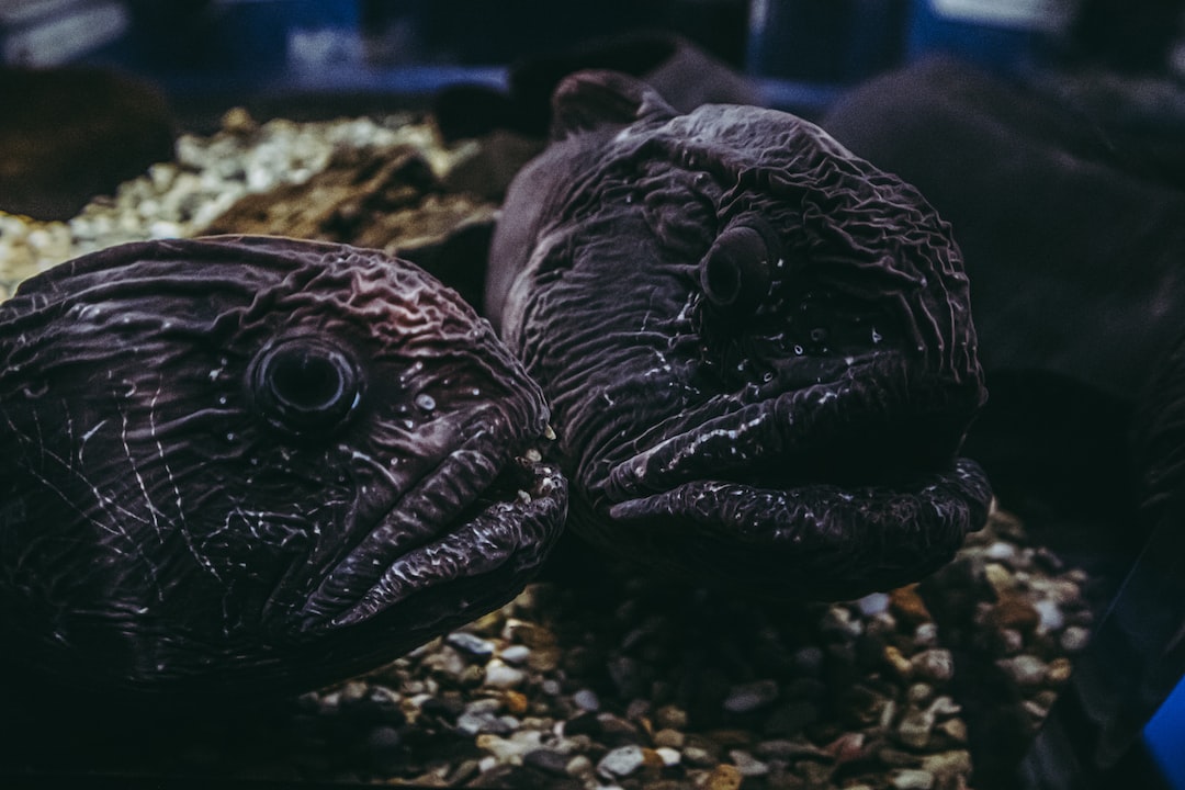 25 wichtige Fragen zu Rote Fische Aquarium