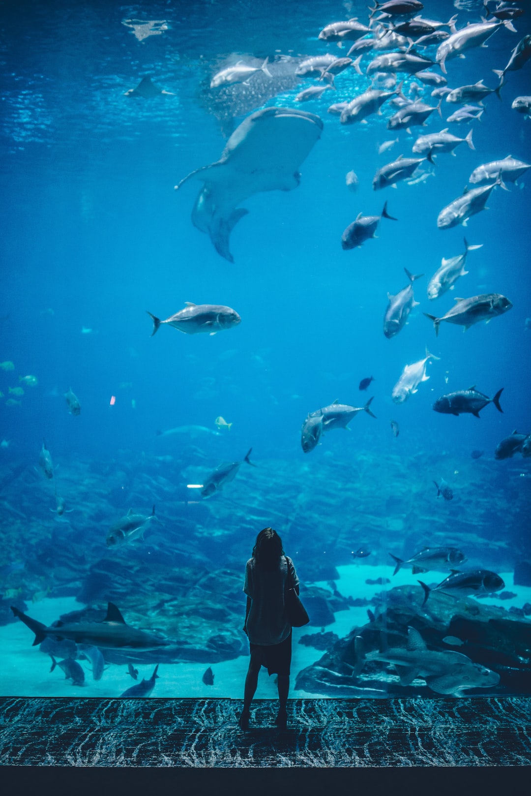 25 wichtige Fragen zu Aquarium Buntbarsch