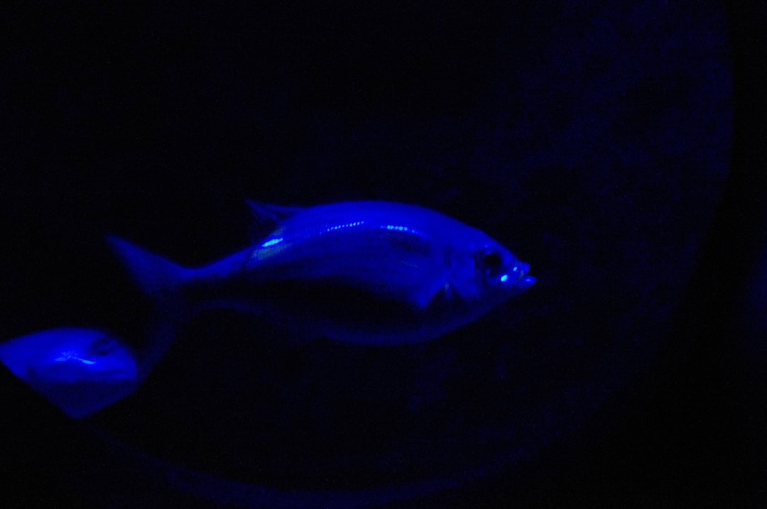 25 wichtige Fragen zu Kann Ich Direkt Fische In Ein Neues Aquarium Machen?