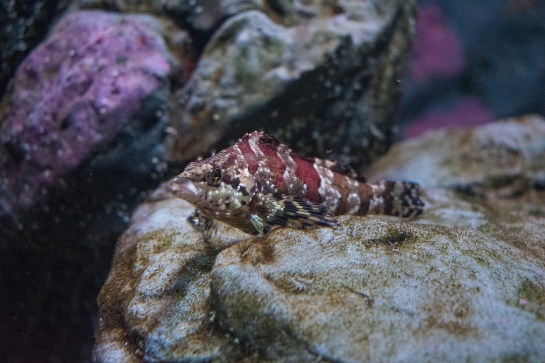 25 wichtige Fragen zu Schlammschnecke Aquarium