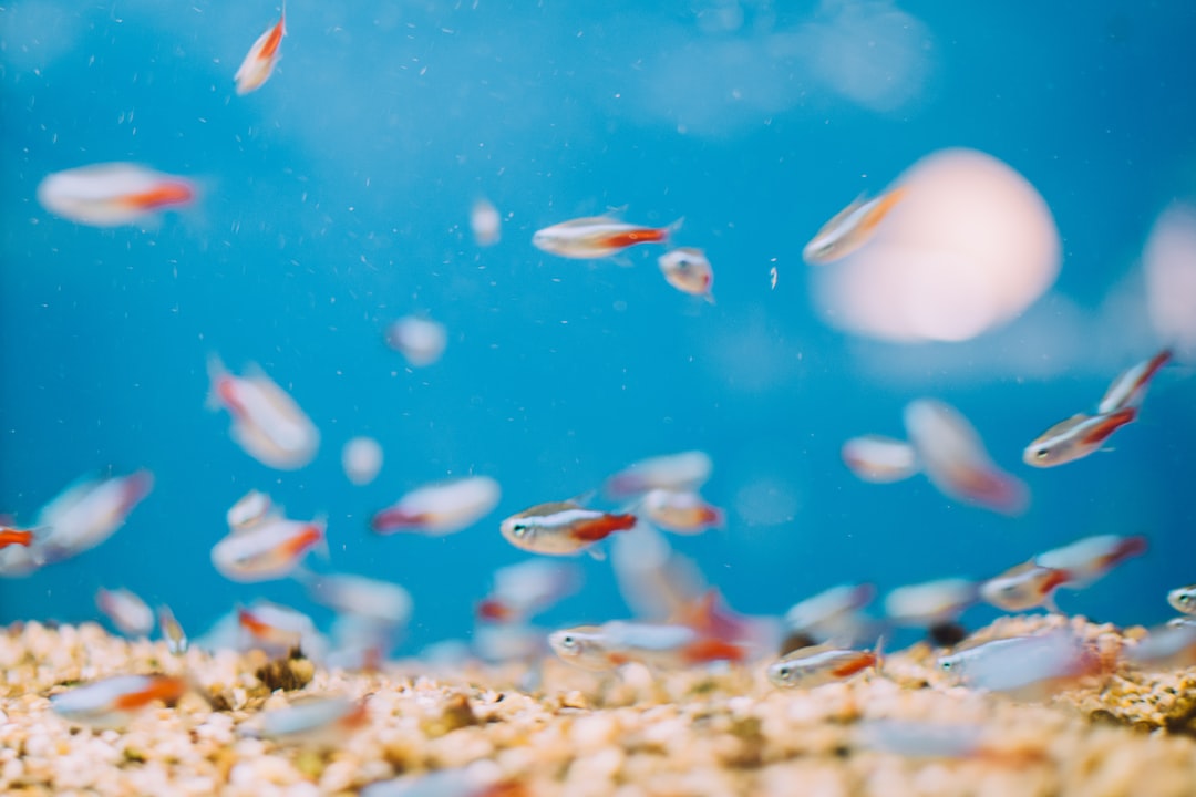 25 wichtige Fragen zu Süßwasser Aquarium Einrichten