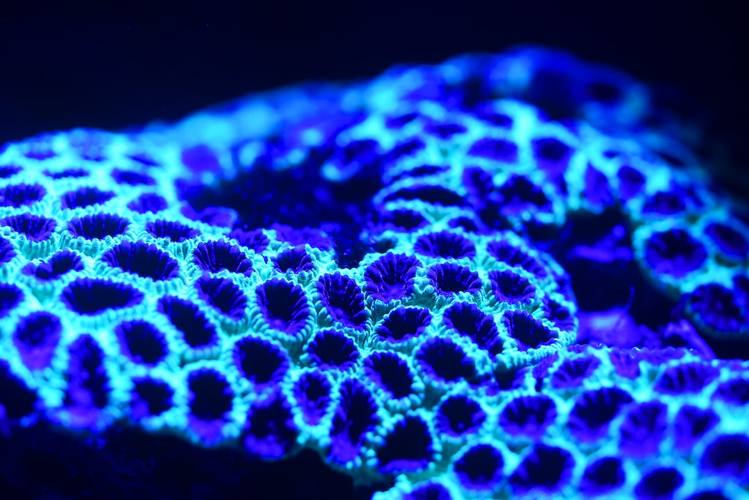 25 wichtige Fragen zu Blaue Garnelen Aquarium